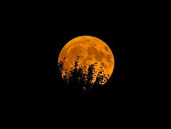 Giant Orange Supermoon Silhouette Behind Trees at Night