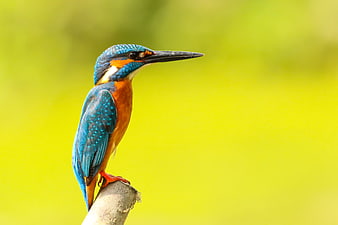 Common Kingfisher Perched on Branch with Green Bokeh Background