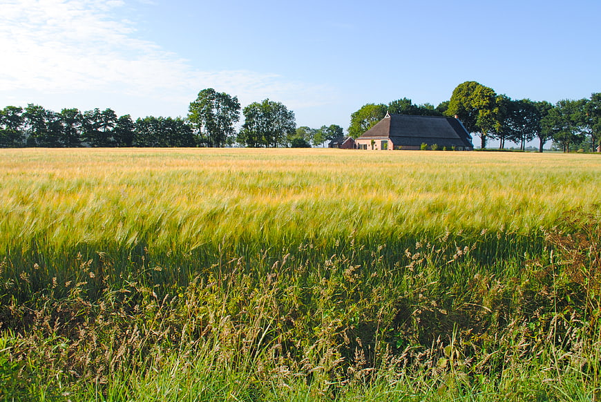 Golden wheat field with traditional Dutch farmhouse in summer