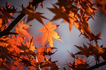 Backlit Orange Maple Leaves Against Blue Sky