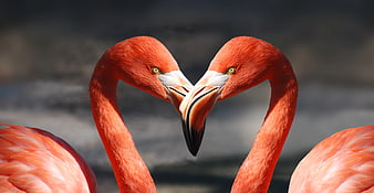 Two Pink Flamingos Forming Heart Shape with Necks