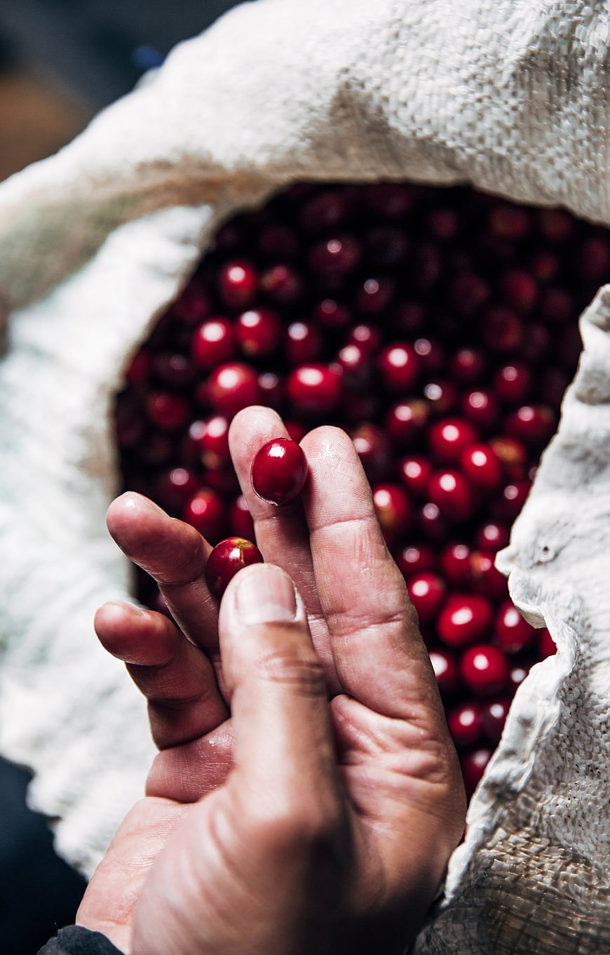 Hand holding fresh red coffee cherries over sack