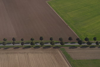 Aerial View of Rural Road with Trees and Agricultural Fields