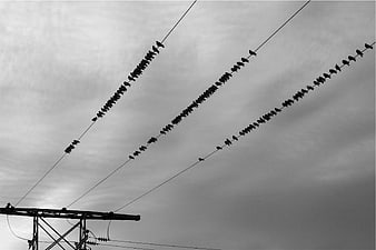 Black and white birds on power lines against cloudy sky