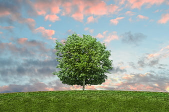 Lone Green Tree on Hill Against Pink Sunset Sky