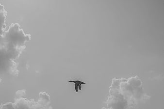 Black and white photo of a duck flying in the sky