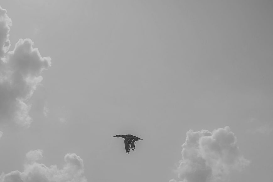 Black and white photo of a duck flying in the sky