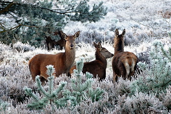 Red Deer Herd in Frosty Winter Forest