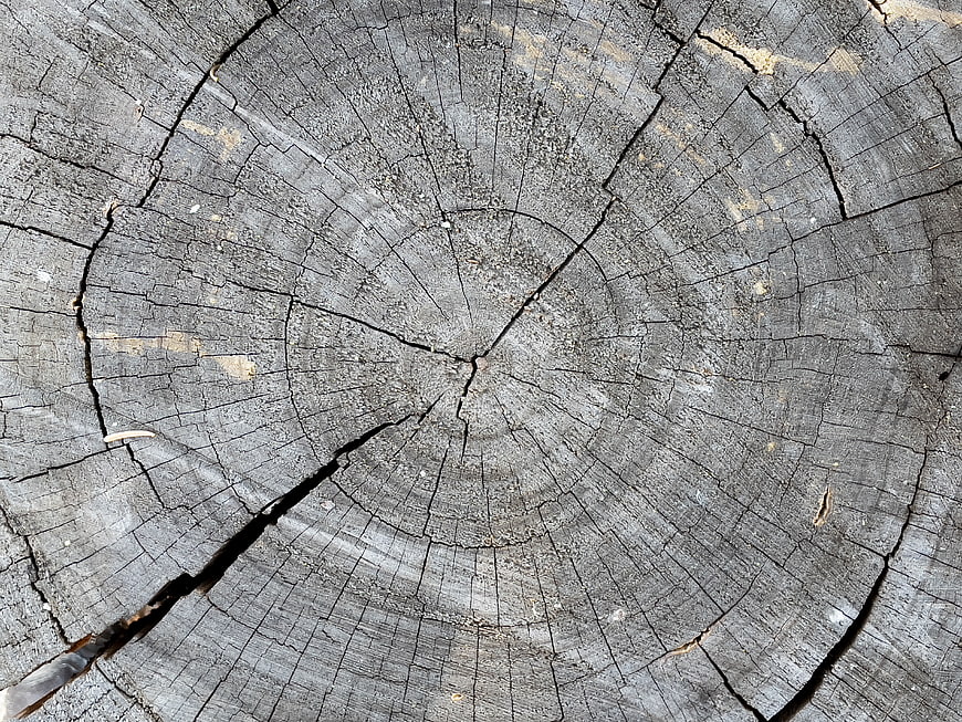 Weathered Tree Stump Cross Section with Cracked Wood Texture