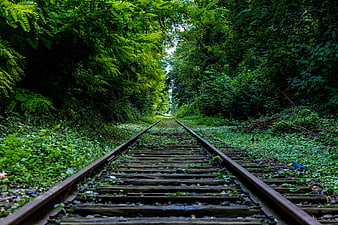 Overgrown railway tracks disappearing into a lush green forest tunnel