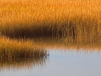Golden marsh grasses reflecting in calm water