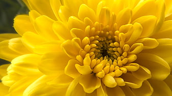 Close-up of a vibrant yellow chrysanthemum flower