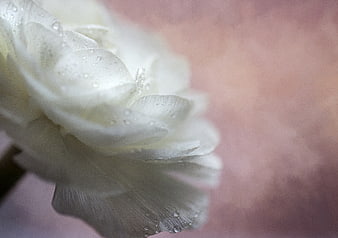 Close-up of white flower petals with water droplets on pink background