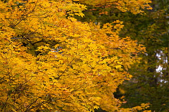Vibrant Yellow Maple Leaves in Autumn Forest