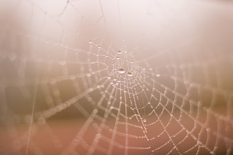 Close-up of spider web with dew drops in morning light