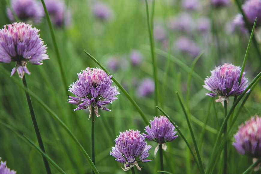 Close-up of purple chive blossoms in a green garden