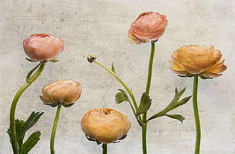 Vintage Style Peach and Orange Ranunculus Flowers on Textured Background