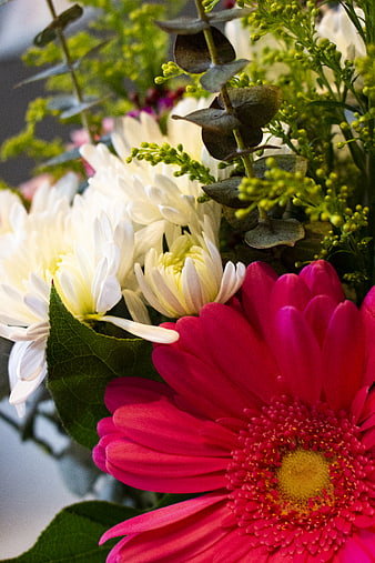Close-up of vibrant pink gerbera and white chrysanthemum bouquet