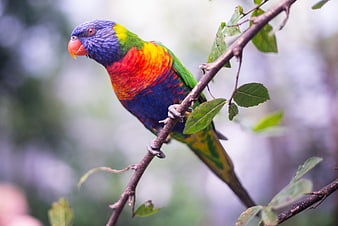 Rainbow Lorikeet Perched on Branch in Nature
