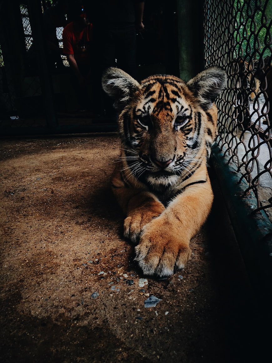 Young tiger cub resting in enclosure with chain-link fence