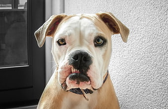 Close-up Portrait of a Cute Boxer Dog Puppy