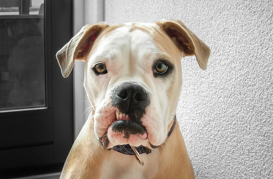Close-up Portrait of a Cute Boxer Dog Puppy