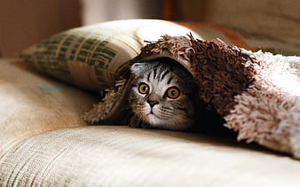 Cute Tabby Cat Hiding Under Blanket on Sofa