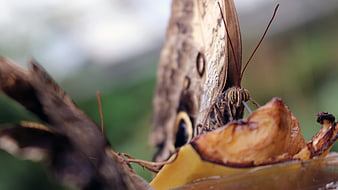 Close-up of Owl Butterfly Feeding on Rotten Fruit