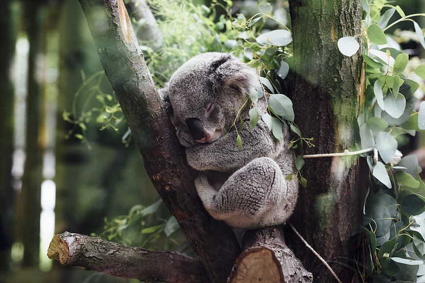 Sleeping Koala Bear Resting in Eucalyptus Tree Branches