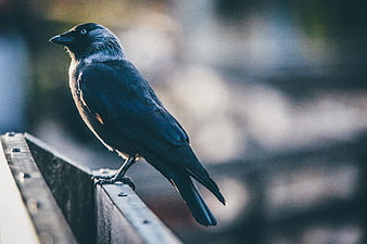 Close-up of a Brown-headed Cowper Bird Perched on a Metal Beam