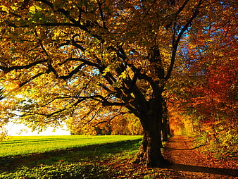 Golden Autumn Tree Canopy with Sunlight and Path