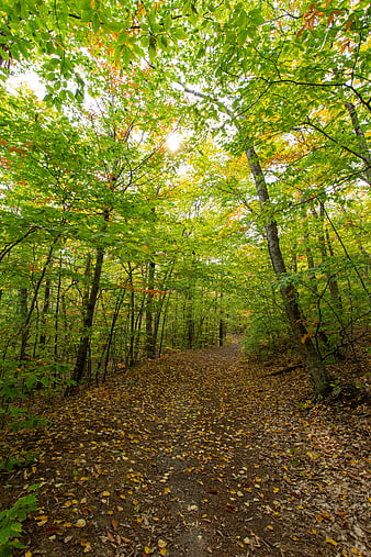 Sunlit Forest Path with Green and Yellow Autumn Leaves