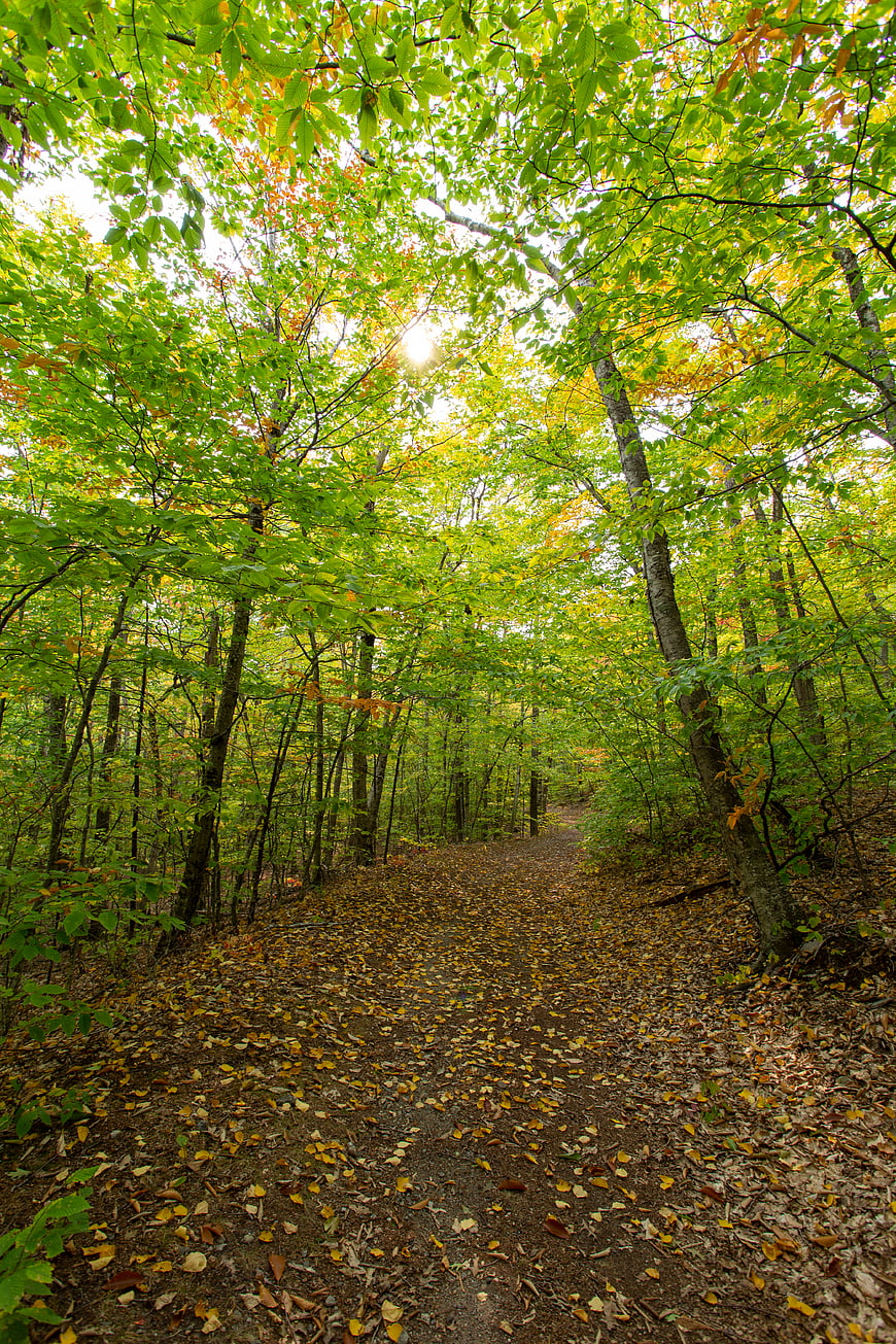 Sunlit Forest Path with Green and Yellow Autumn Leaves