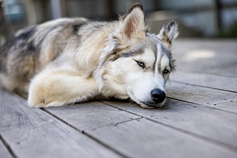 Sad Siberian Husky Resting on Wooden Deck
