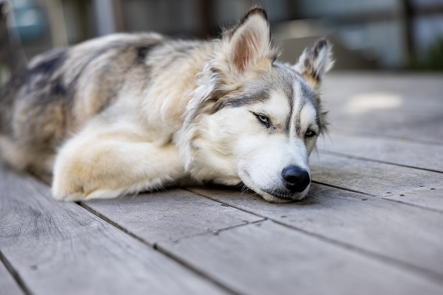 Sad Siberian Husky Resting on Wooden Deck