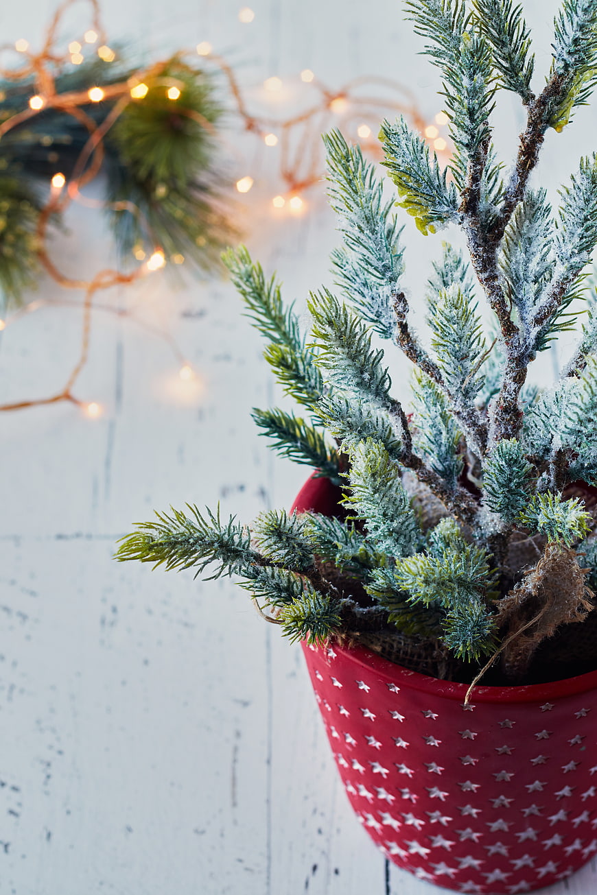 Frosted Mini Christmas Tree in Red Star Pot with Bokeh Lights