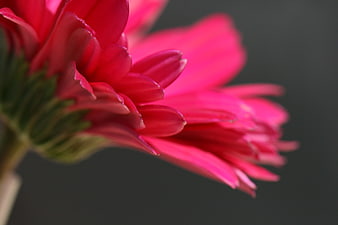 Close-up of vibrant pink gerbera daisy petals on dark background