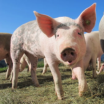 Spotted Pig Standing in Grass Field Under Blue Sky