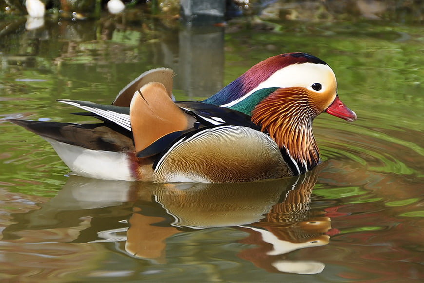 Male Mandarin Duck Swimming in Green Pond Water