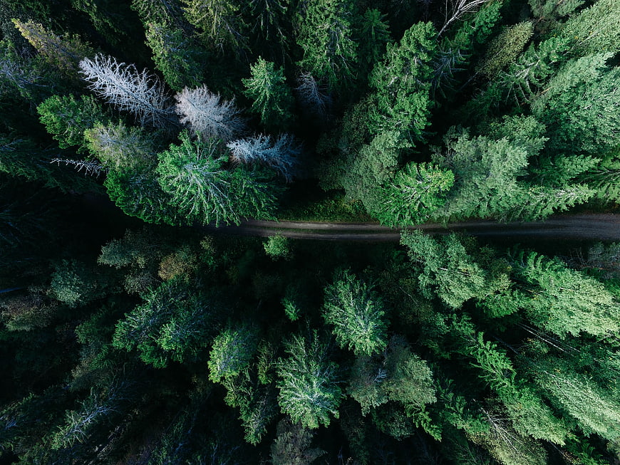 Aerial View of Forest Road Through Dense Green Trees