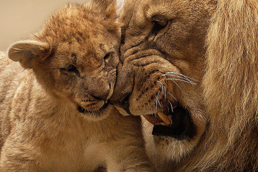 Adult Lion Nuzzling Lion Cub Close-Up