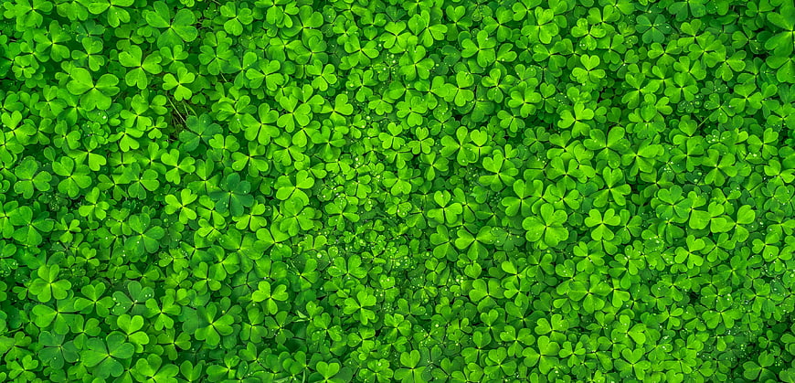 Top View of Vibrant Green Clover Leaves Pattern