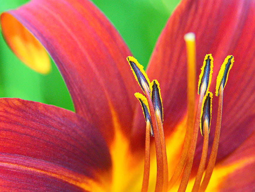 Close-up of vibrant red lily flower with yellow stamens