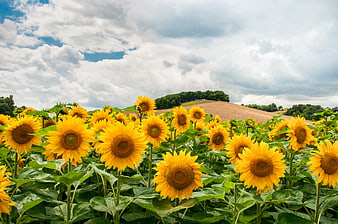 Vibrant Sunflower Field Under Cloudy Summer Sky