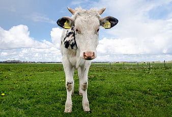 Curious white calf with ear tags in green pasture
