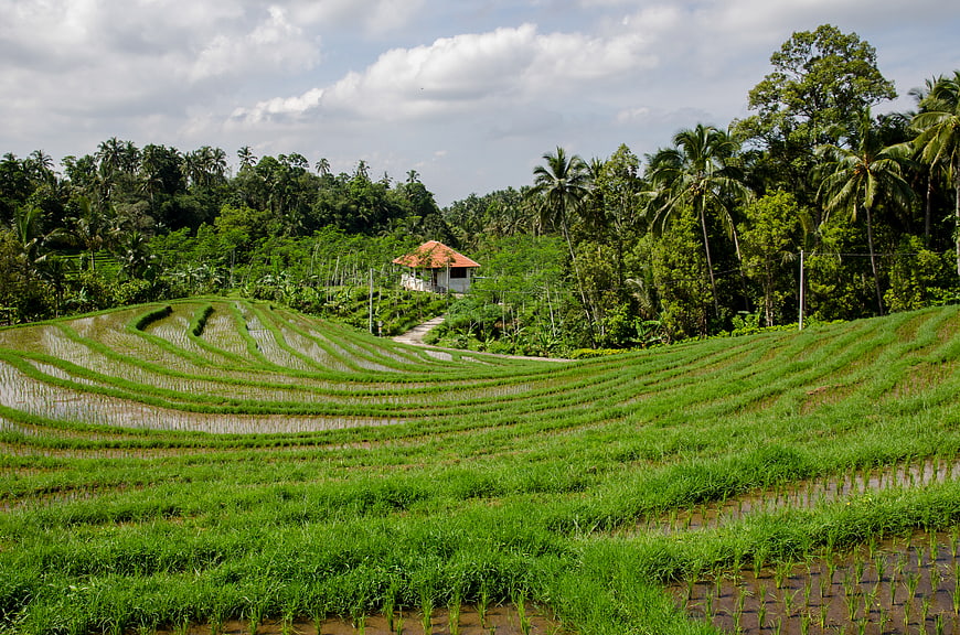 Lush Green Rice Terraces in Tropical Bali Landscape