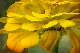 Close-up of vibrant yellow flower petals with soft texture