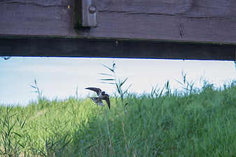 Swallow flying under wooden bridge in green grass