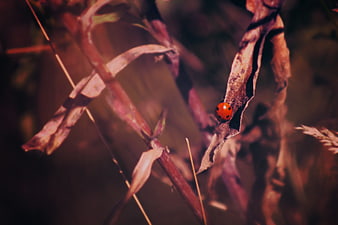 Red ladybug on dried leaf in autumn nature