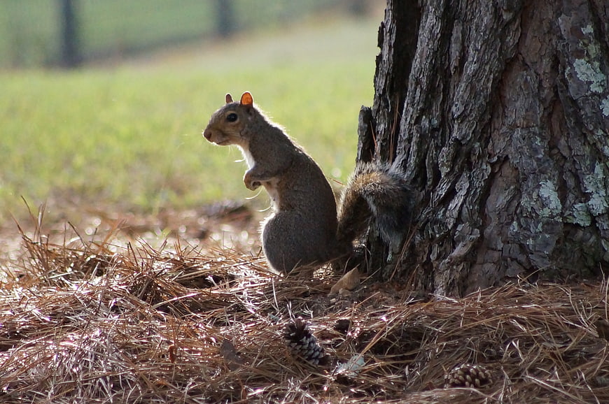 Cute squirrel sitting by tree trunk in pine needles